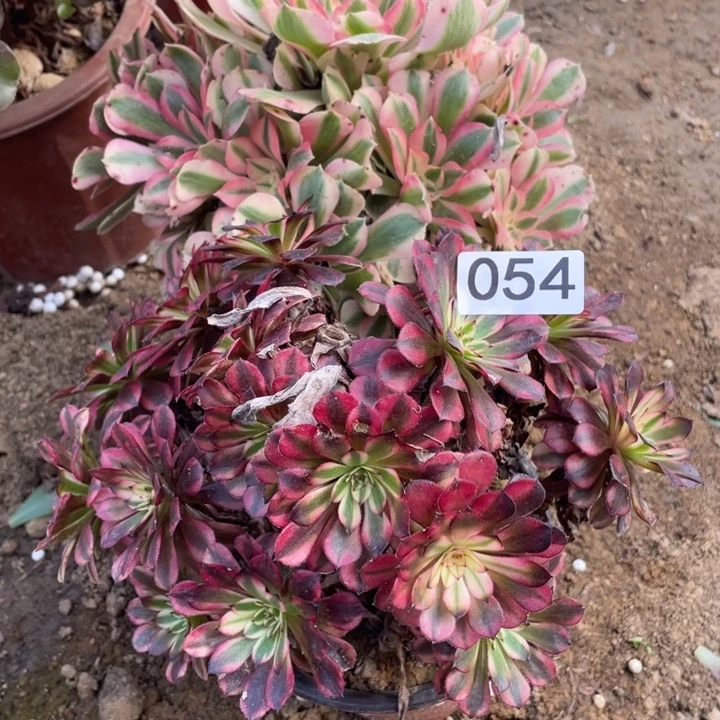 无花朵054多肉植物组合无售后