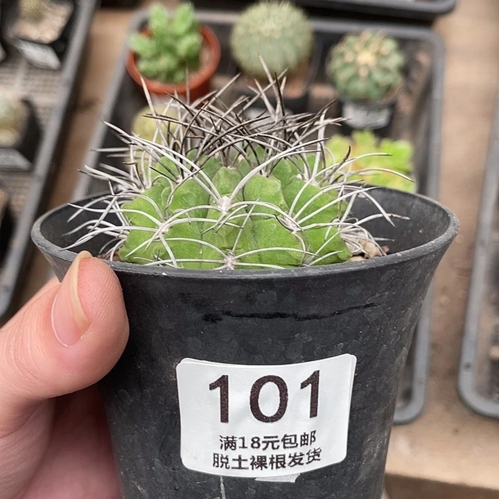 101智利球（满18包邮）