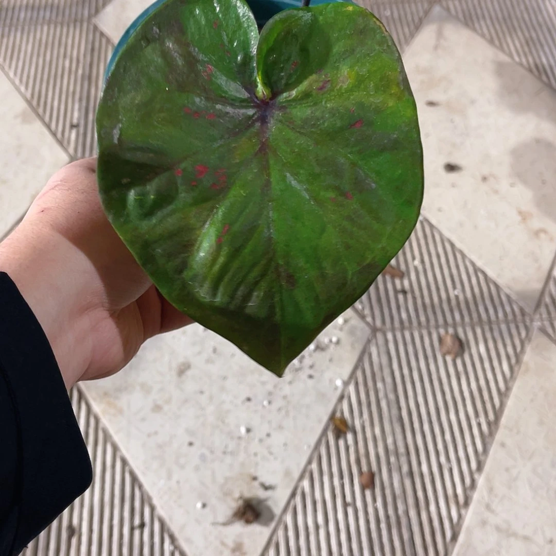 完全开放A311泰彩