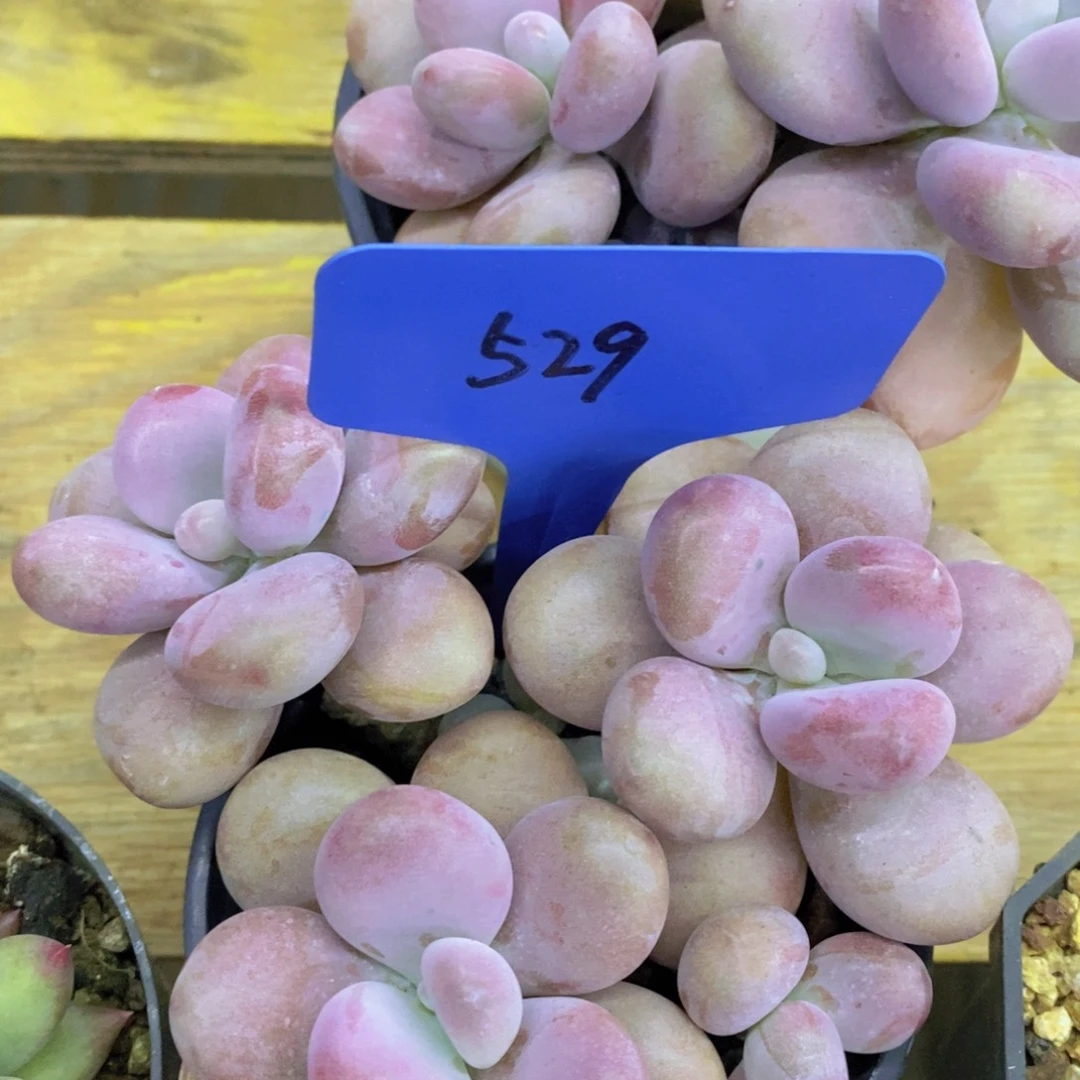 双十一专场活开始了