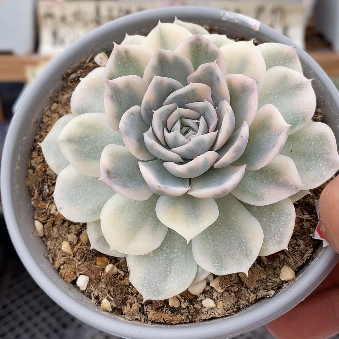 21185 漂亮墨西哥雪球锦