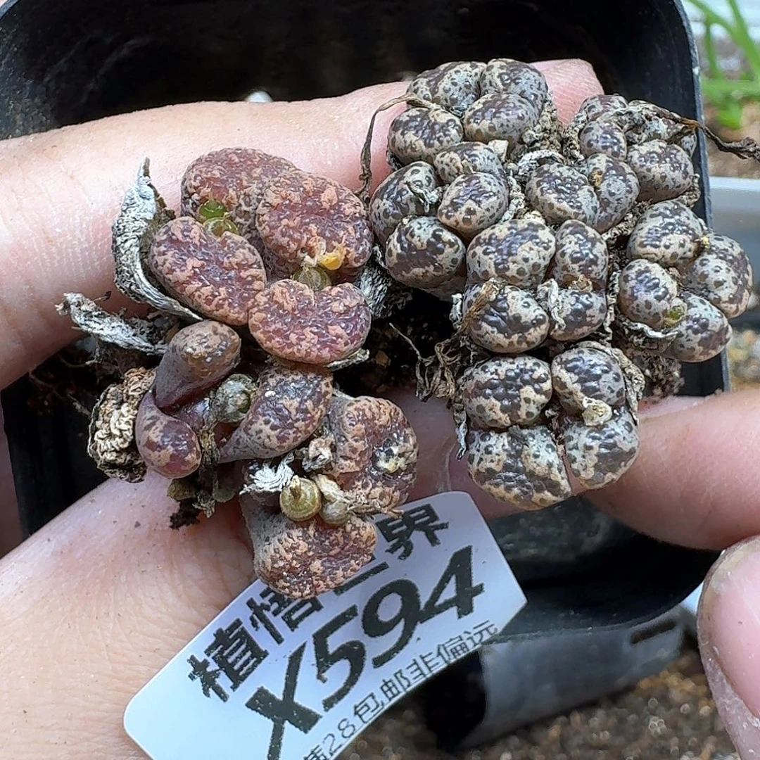 多肉植物的润泽wbhj