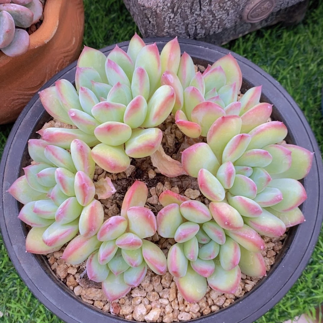 蜜桃美人 一物一拍