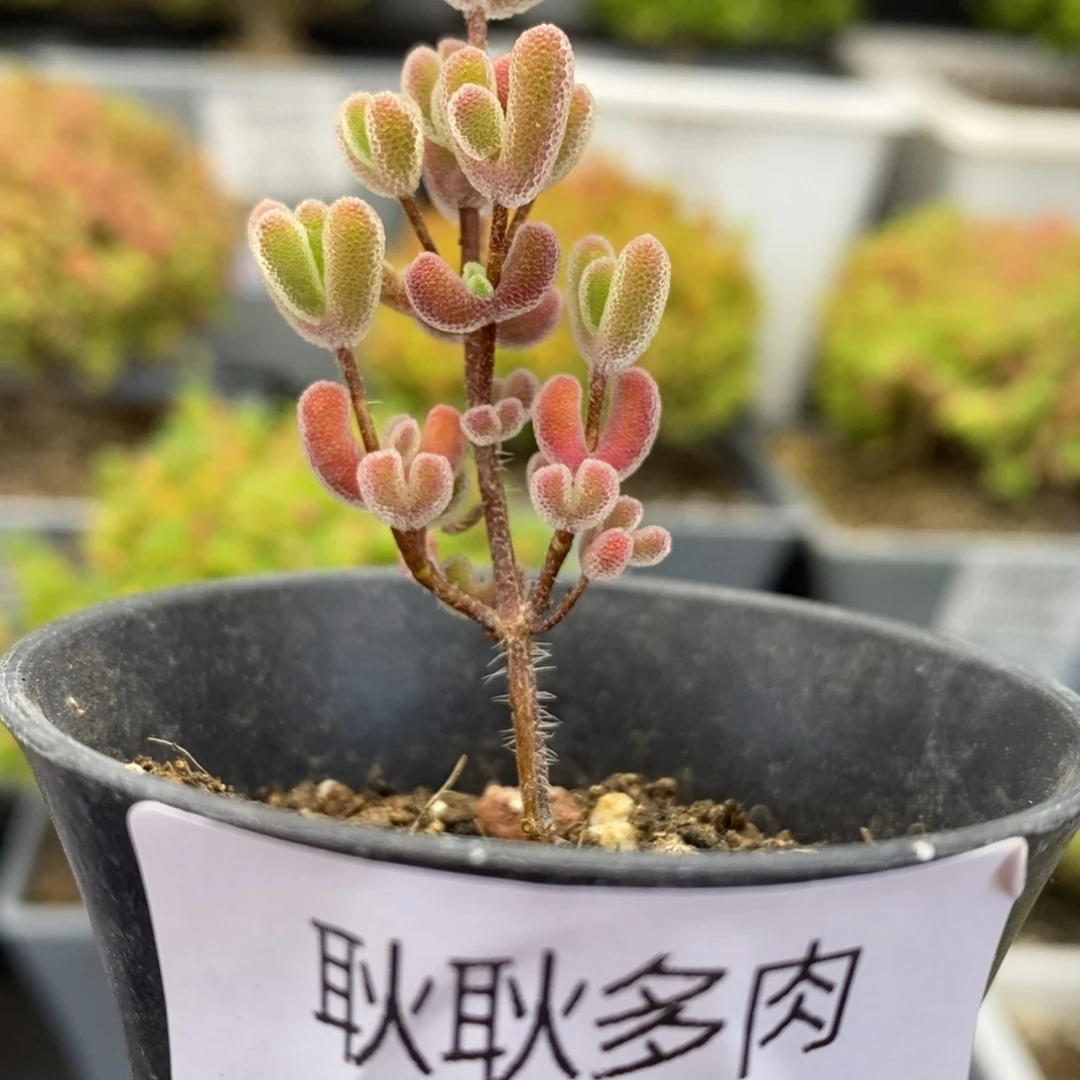 ～***～431号优选小星星多肉