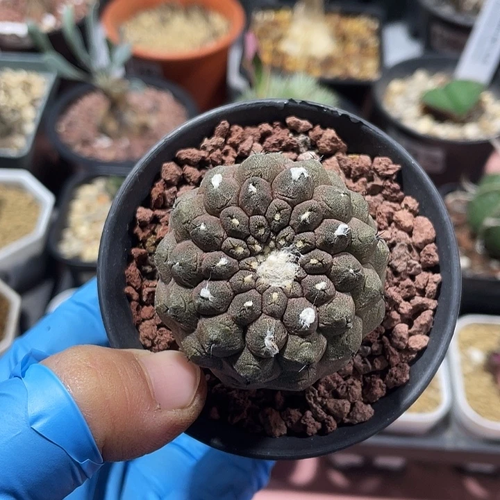 206蜥蜴皮仙人球，