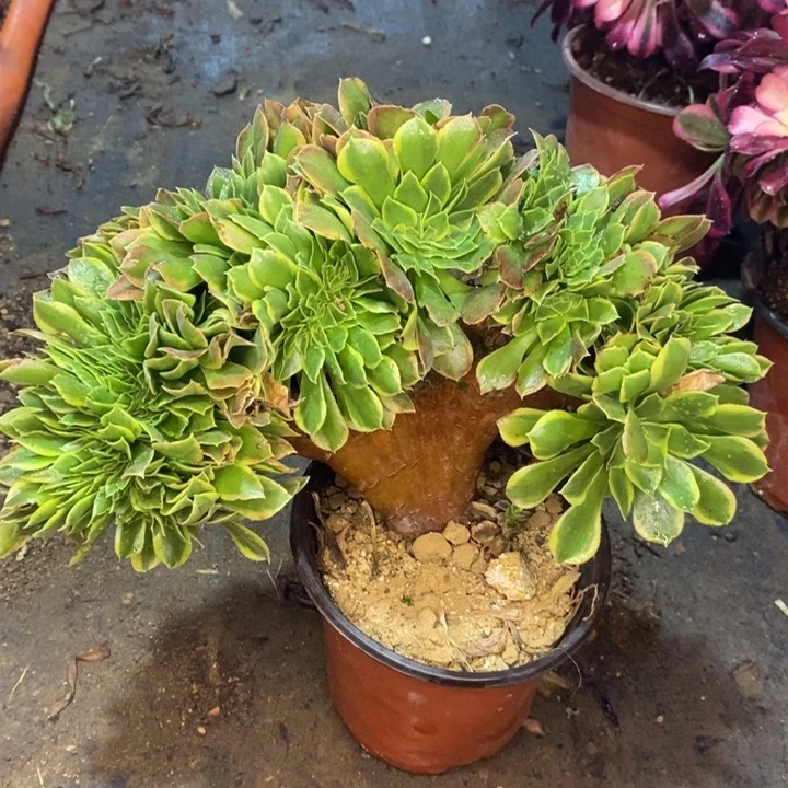 青檬锦缀有伤多肉植物40。