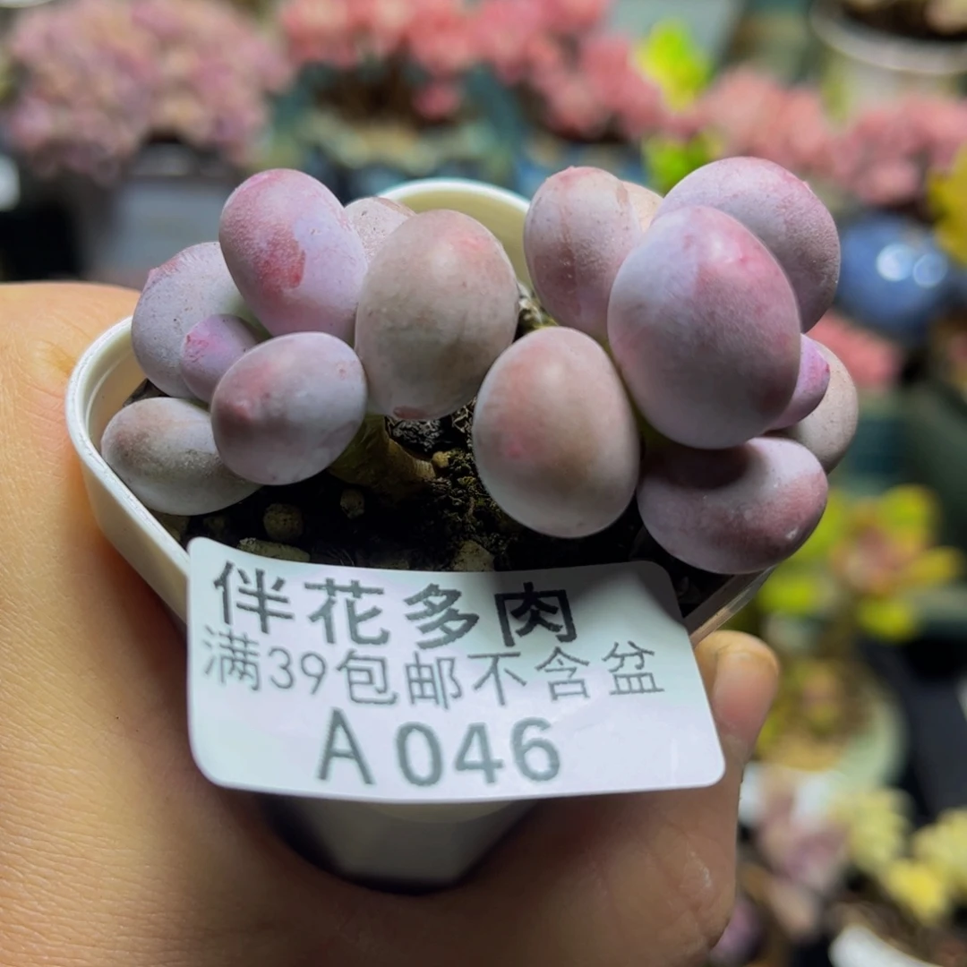 046糖豆7厘米多肉