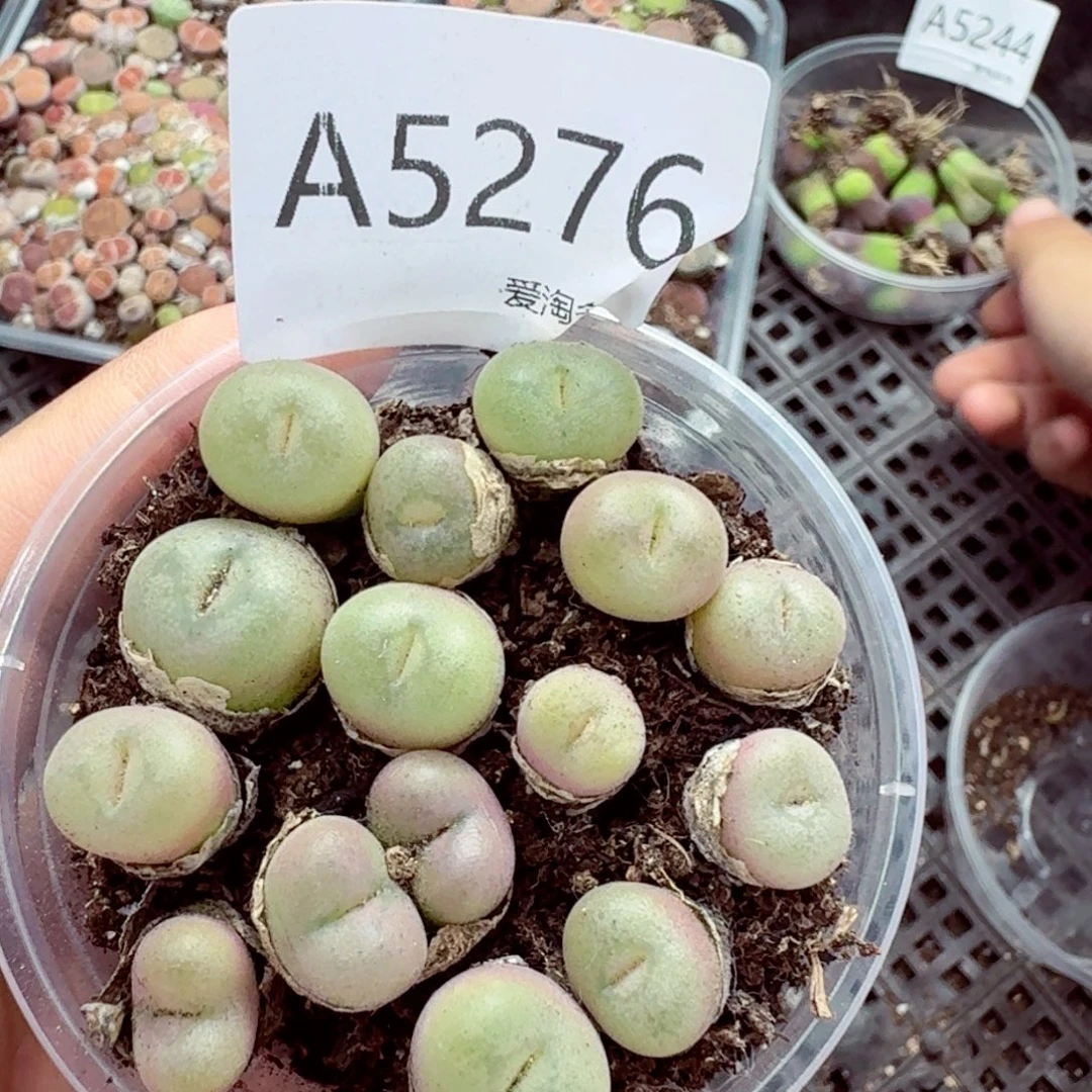 5276—-—生石花 肉锥