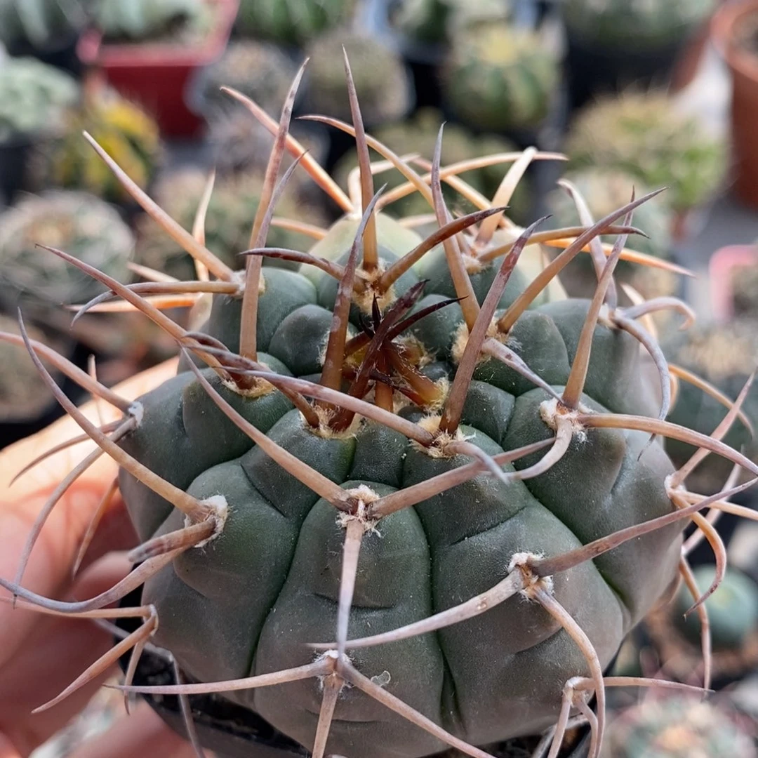 928三刺玉杂摩天龙植播园艺