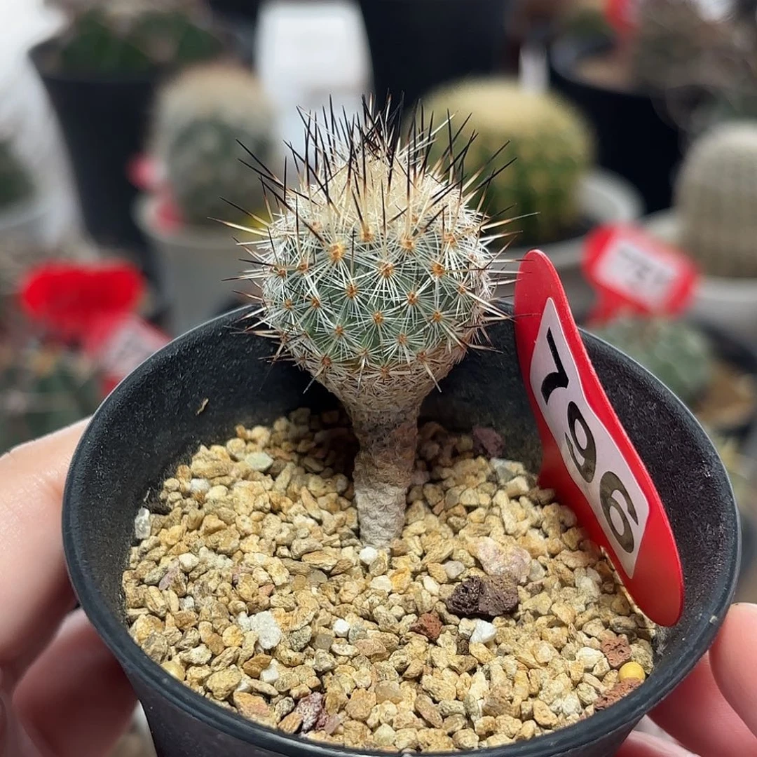 仙人球实生赤花美针玉