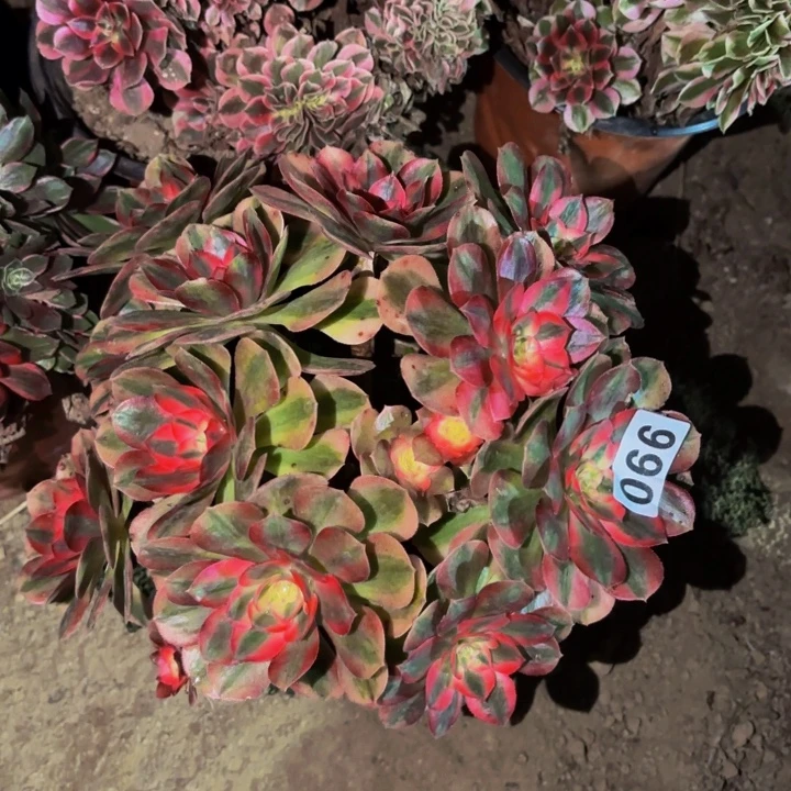990半糖荔枝多肉植物不售后