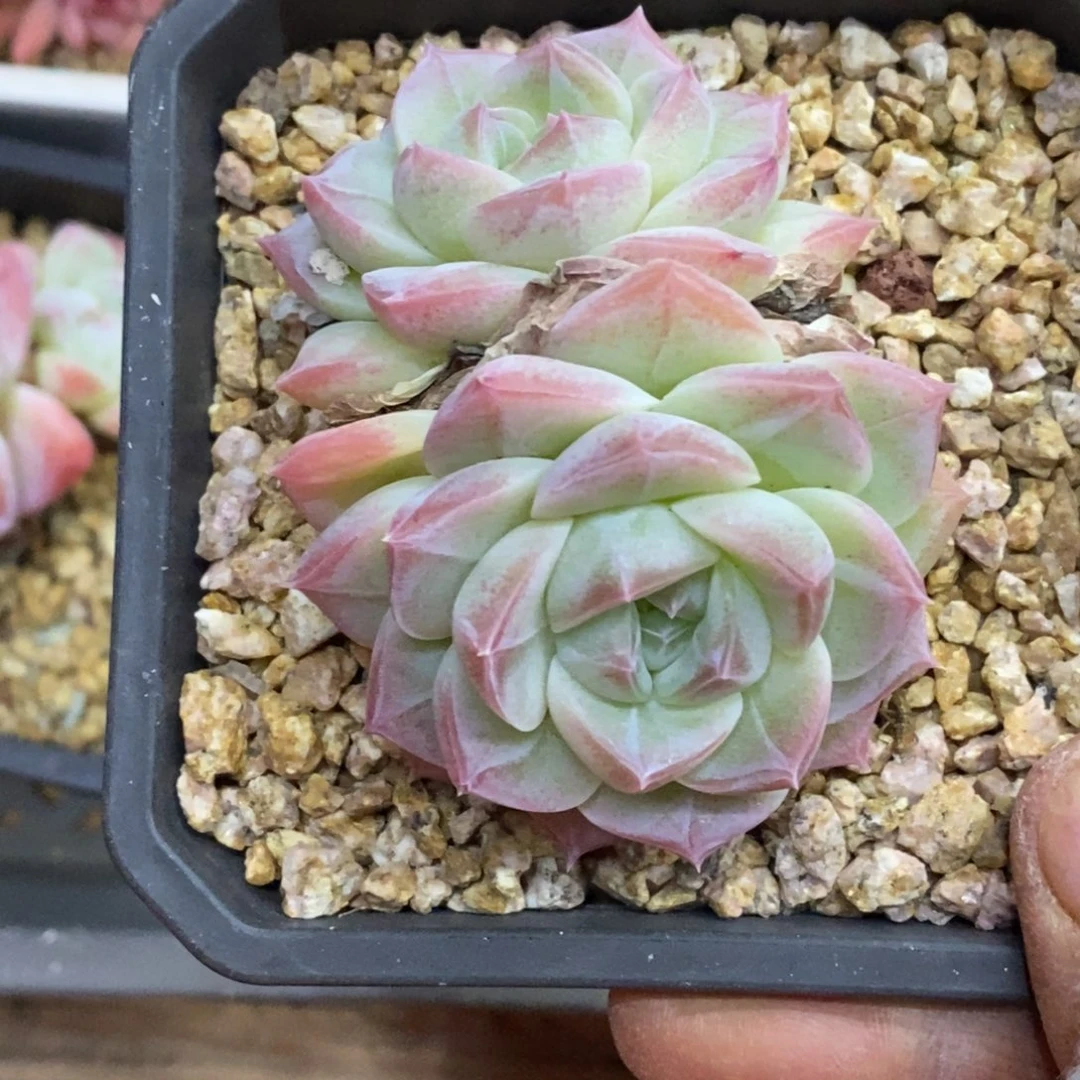 精品多肉一物一拍不包整143