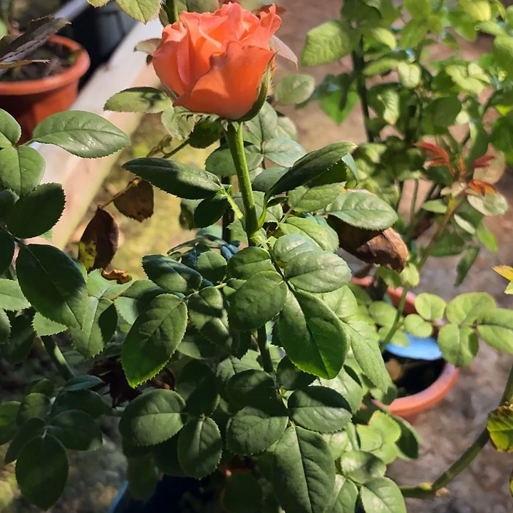 无花朵橙2测试品一加