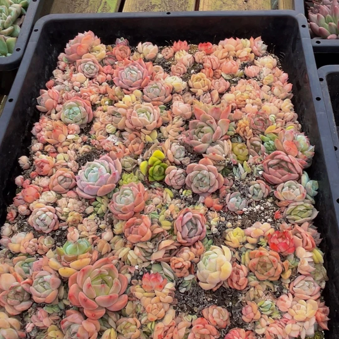 121多肉植物和植物在这里