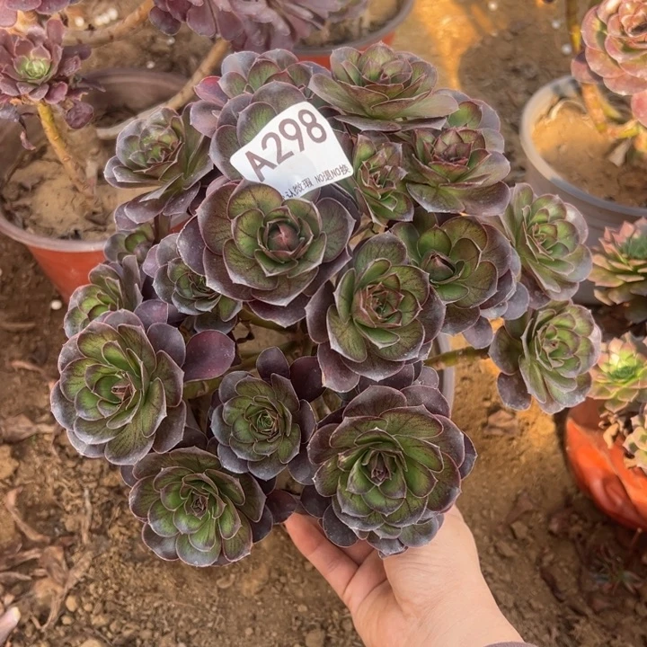 魅金多肉植物298.