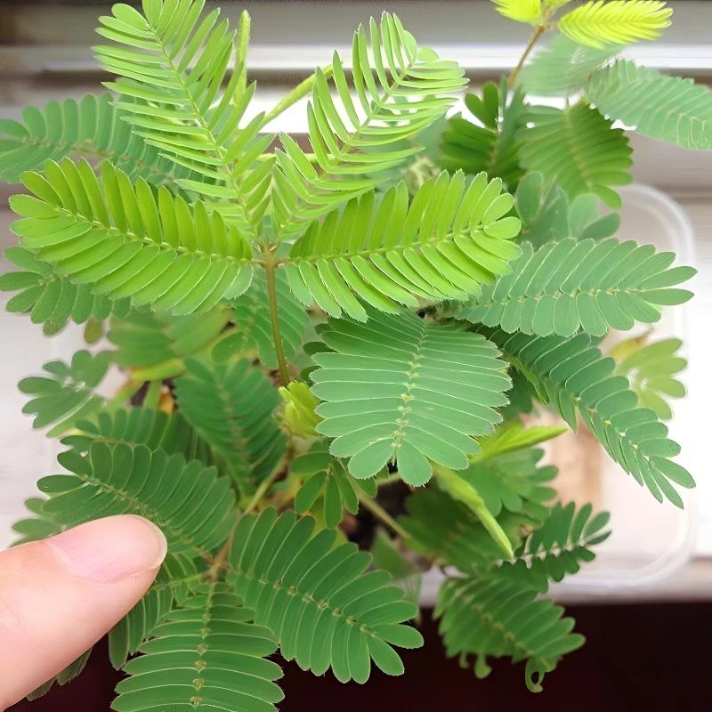 含羞草小盆栽植物室内阳台电脑桌迷你害羞草绿植幼儿园桌上盆栽花