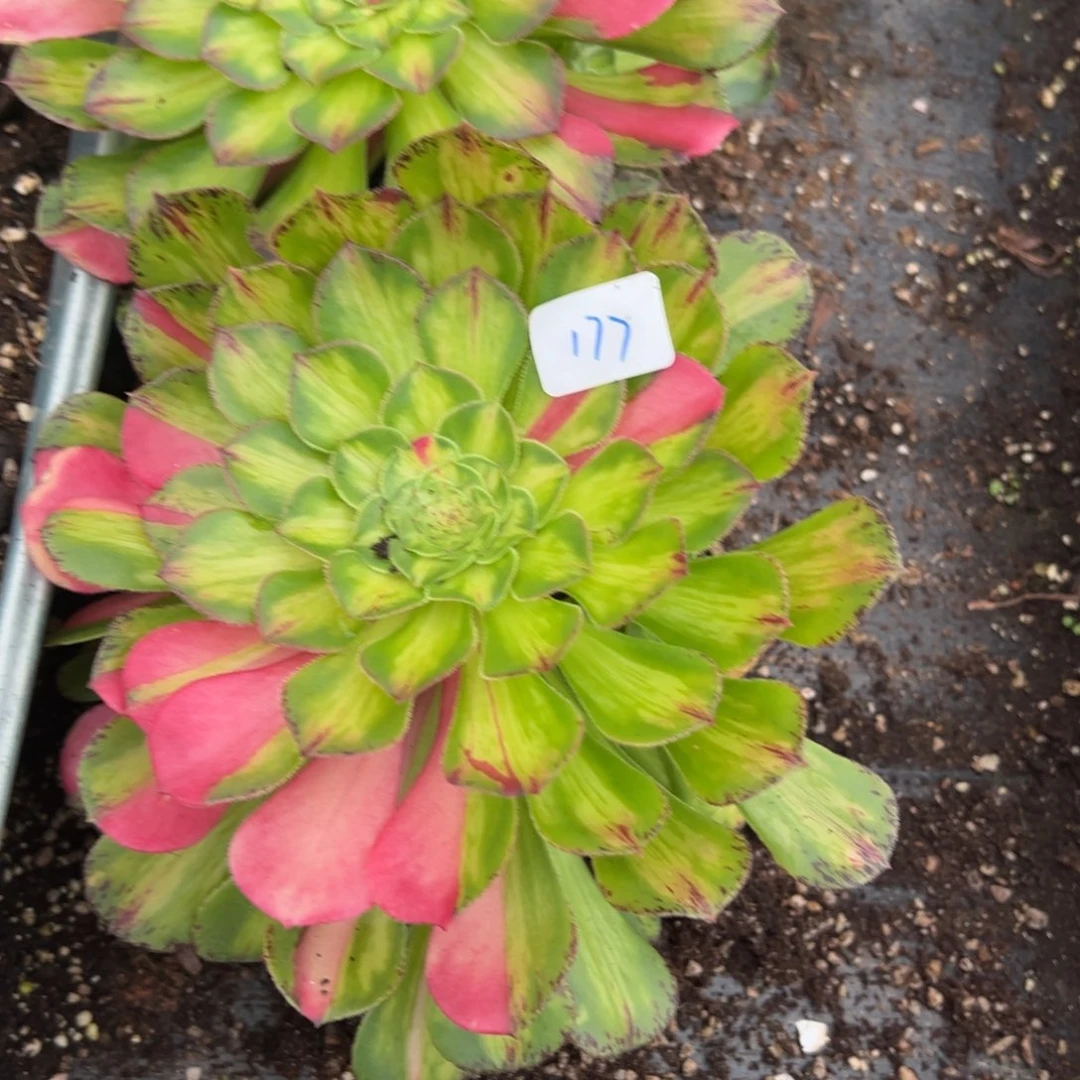 177 178知否多肉多肉多肉