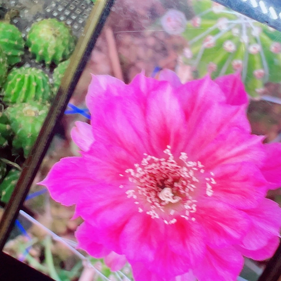 丽花 菲云变 侧芽 满20包邮