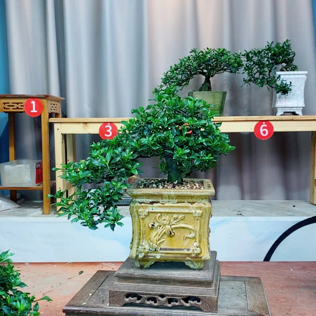 栀子花开了花开花谢了