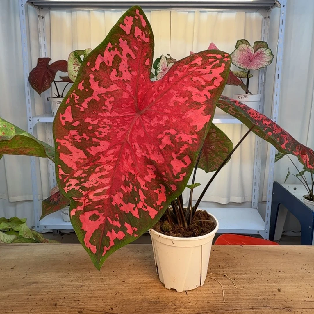 曼***柔无花朵粉红豹   B127