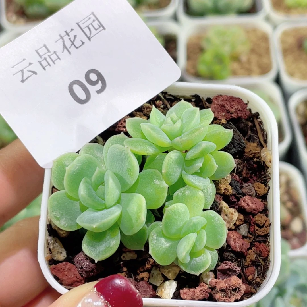 求***我09号糖心冰心珍妮 七七