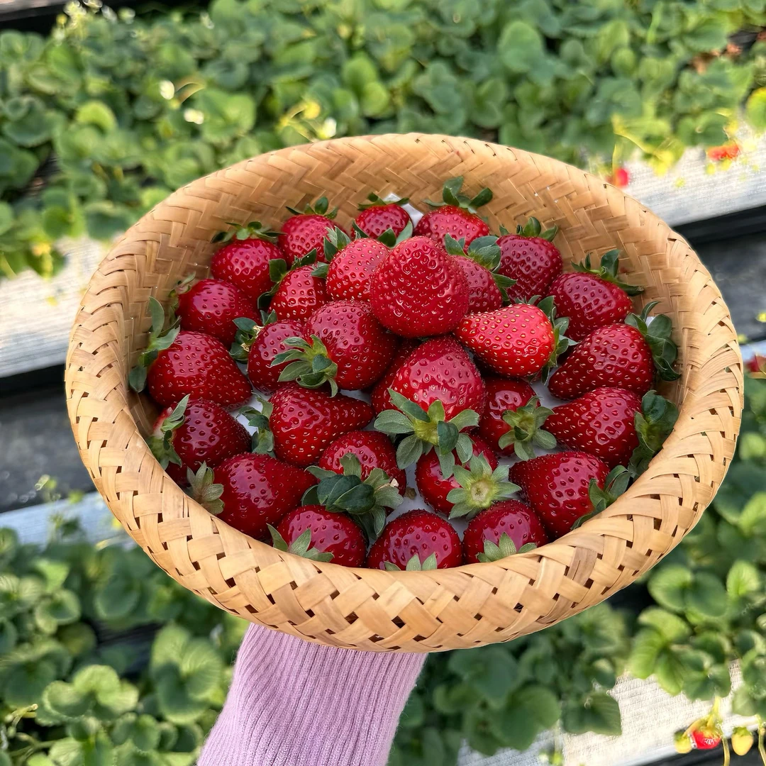 【真红美玲黑珍珠】云南高原露天种植现摘现发空运送货上门