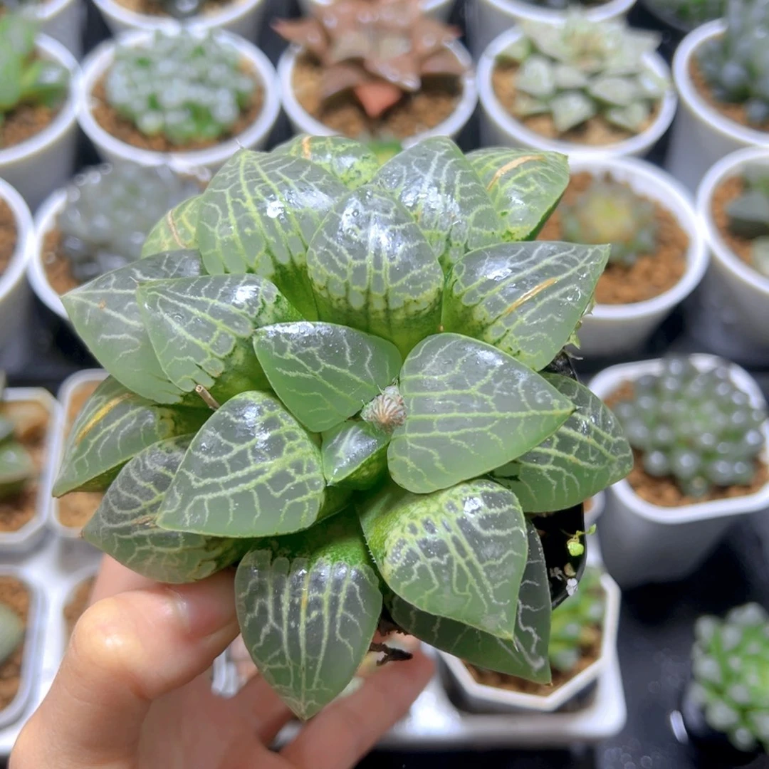 水晶康平2玉露露多肉