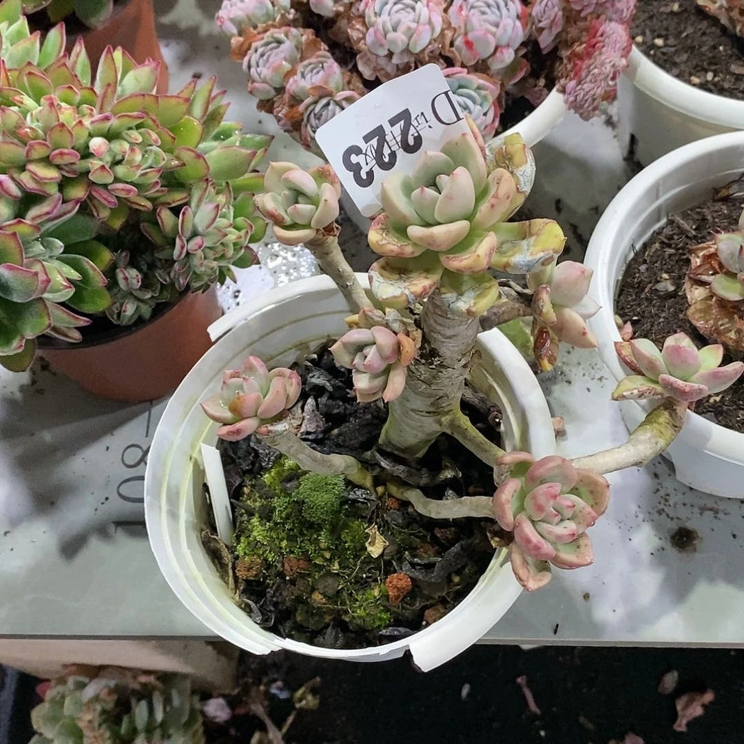 〇***〇223奶油鳄梨多肉植物
