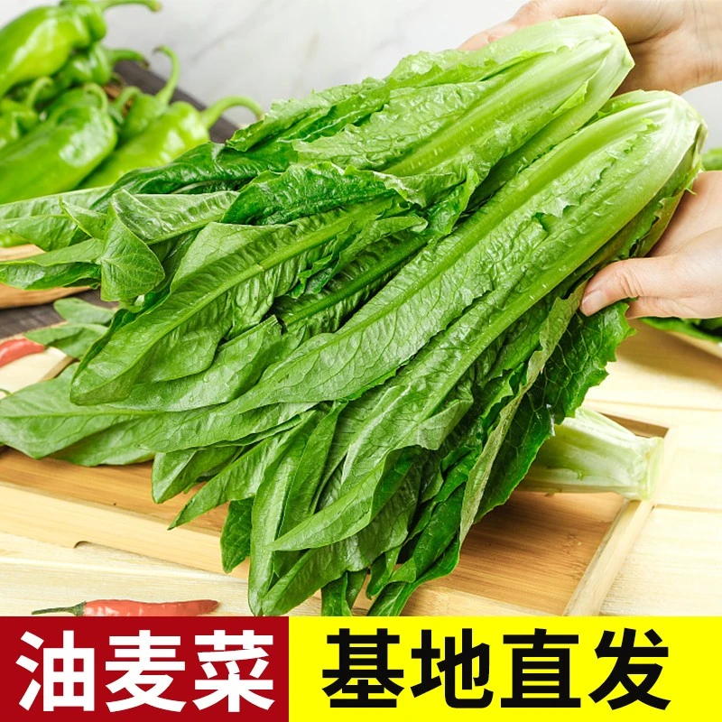 【清新甜香】新鲜油麦菜香麦菜凤尾菜火锅时令蔬菜农家自种青菜蔬菜