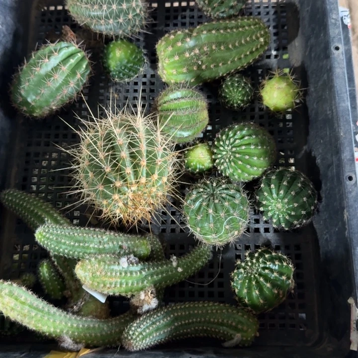 225筐拍无售后无根侧牙斑小