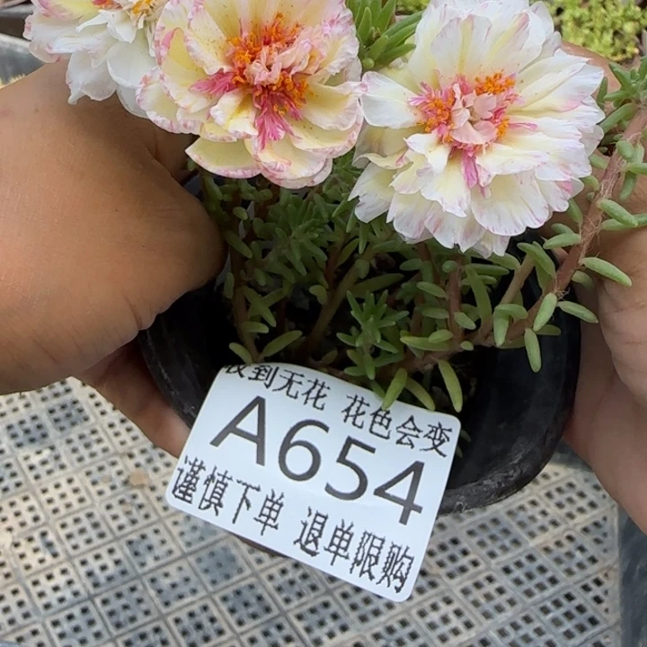 当前无花朵，栽培后可花朵A654超小苗盆口10cm