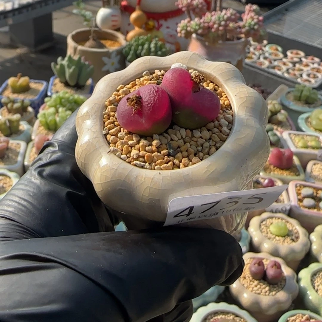 4735--一物一拍 带盆