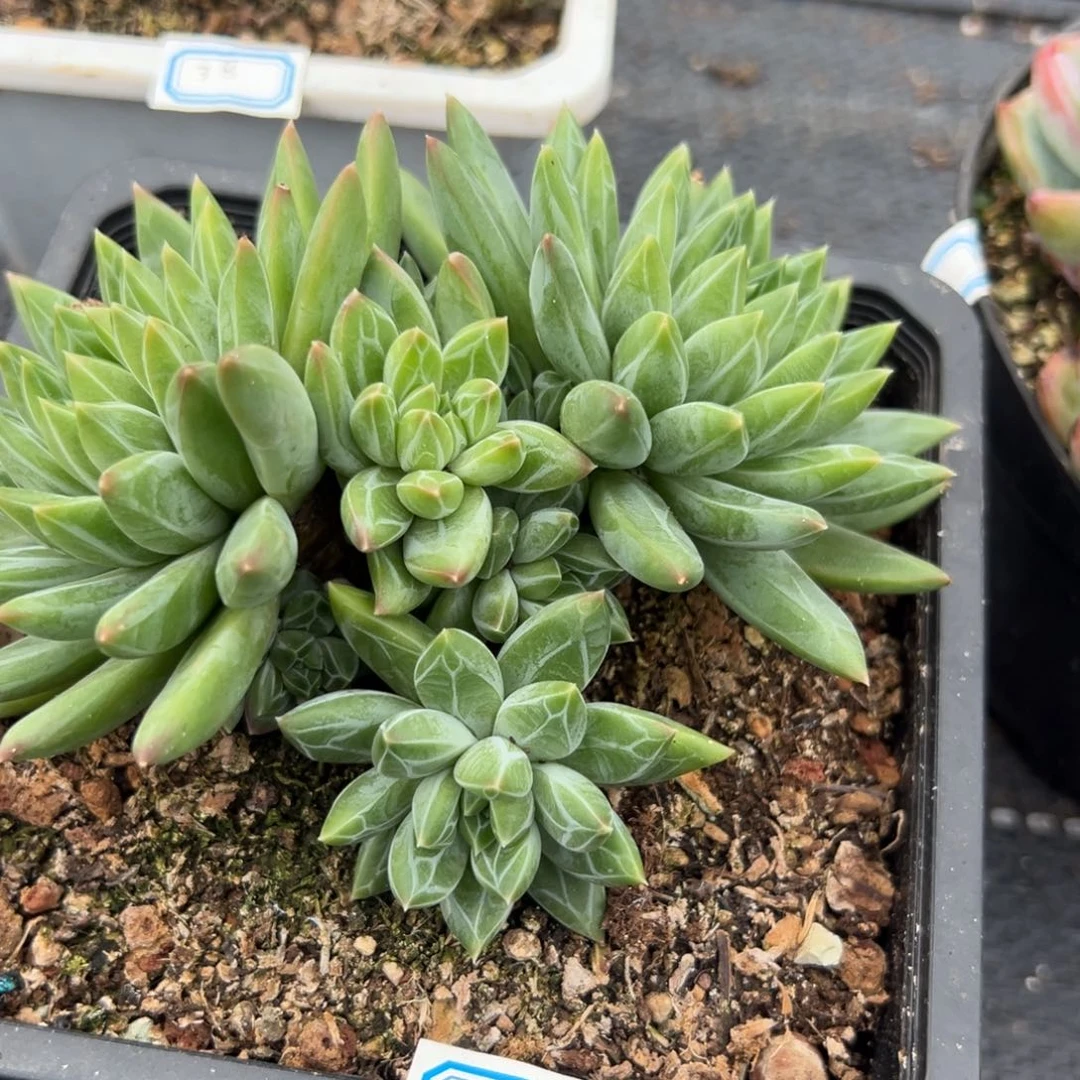 多肉植物青花瓷美人