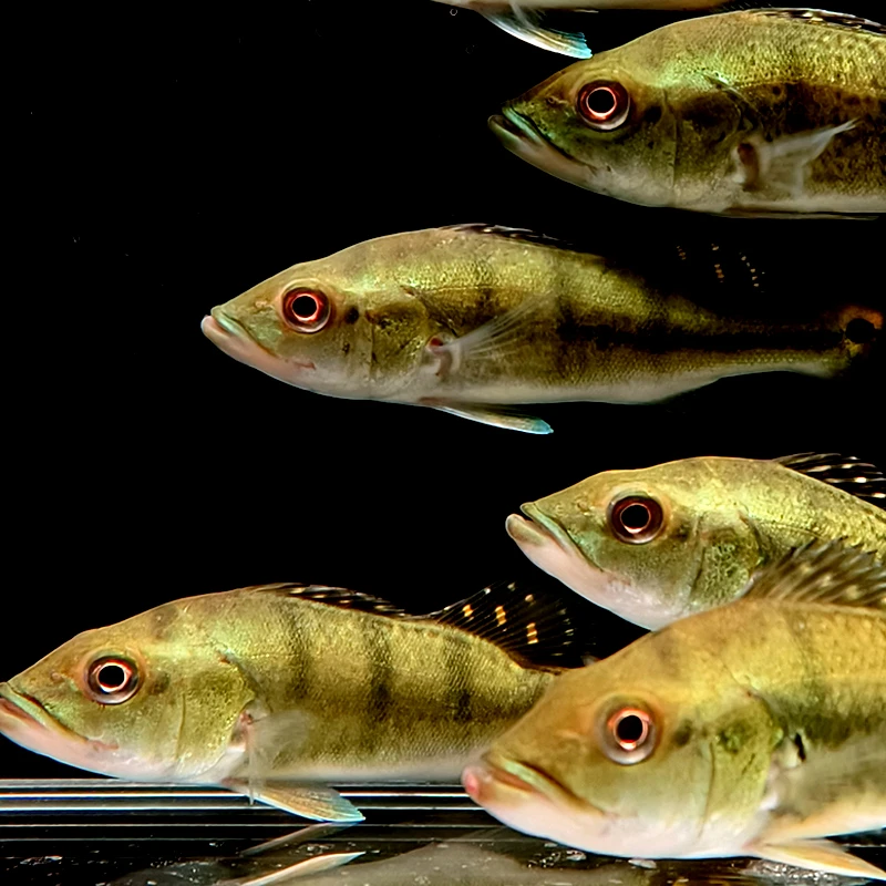 黄金巴西亚鱼苗活体虫纹皇冠三间鱼老虎大中型热带淡水观赏龙鱼