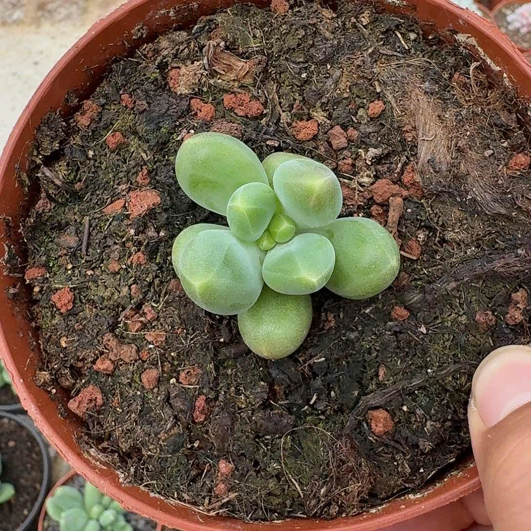 芭比亚 叶插 一物一拍