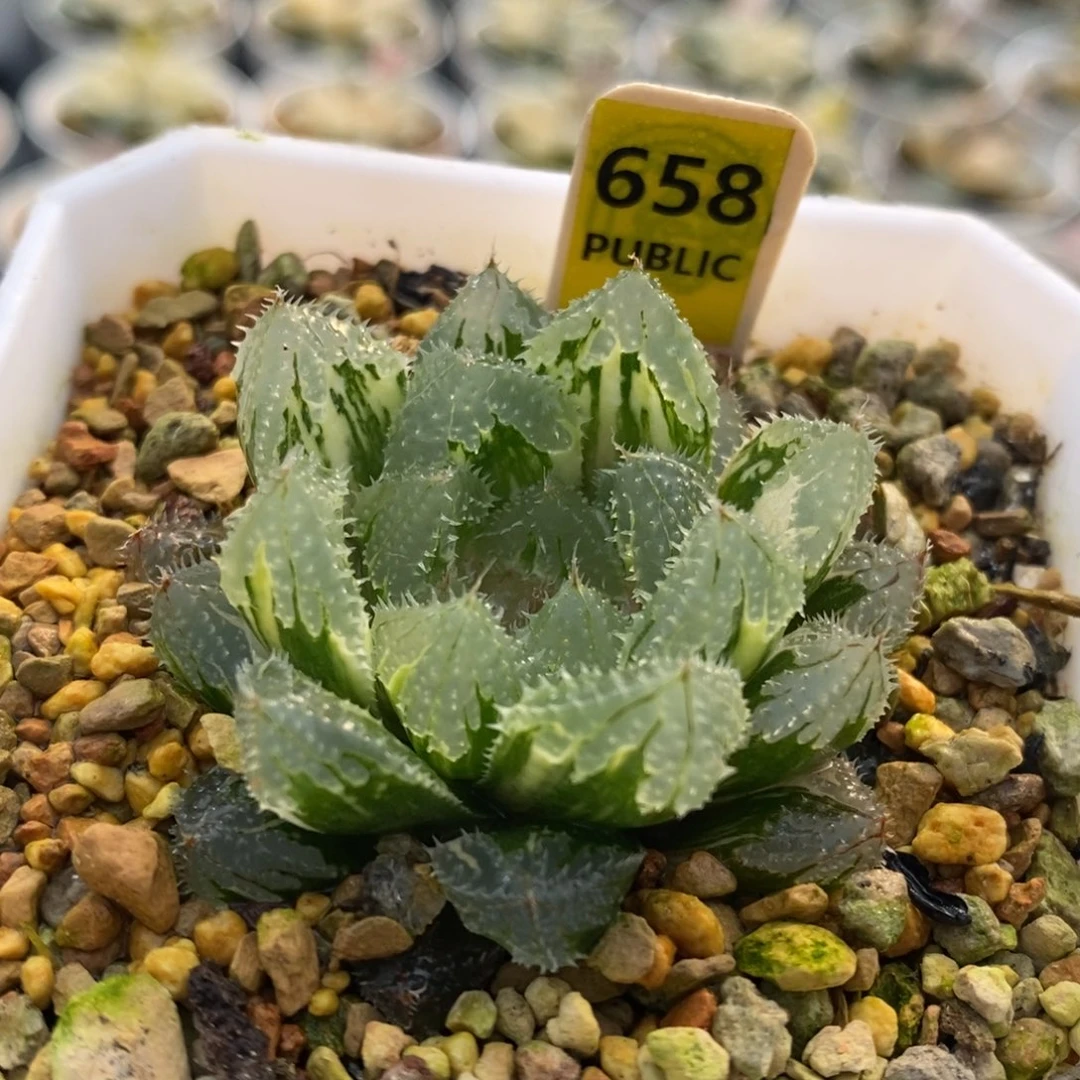 658号玄冰玉露锦锦