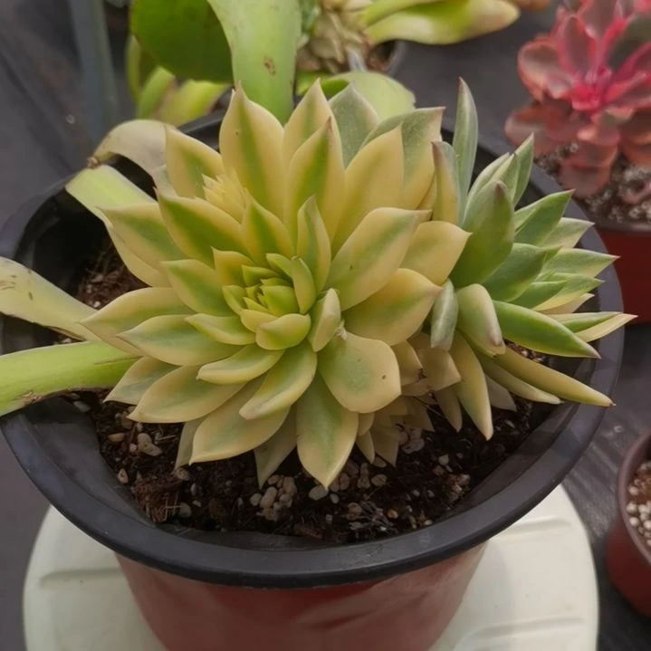 弗兰克白覆轮锦群带嫁木发