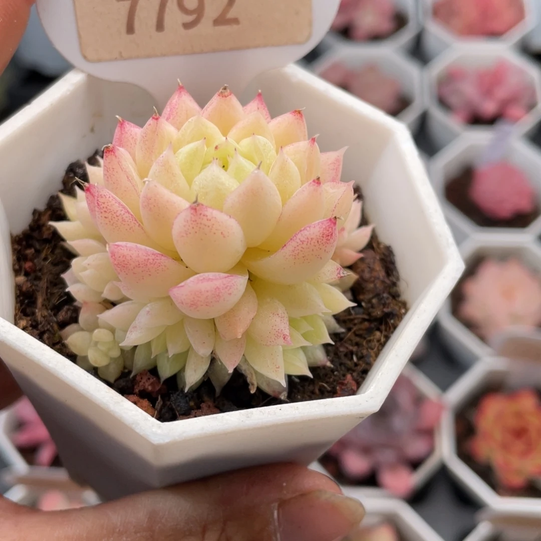 麦秆群7792-4.5厘米