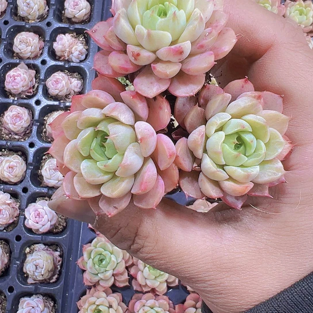 拉丝锦苗3个19包邮