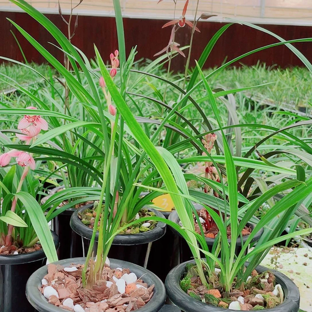 樊***生完全开放一物一拍漂亮开花