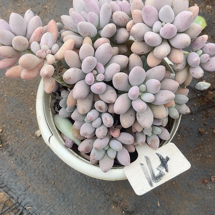 花***喜两单包邮，一物一拍71