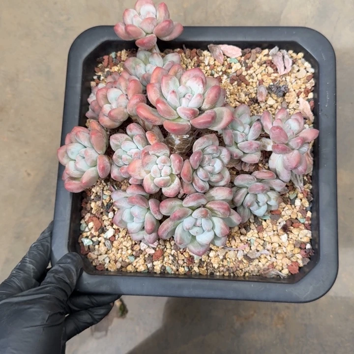 W***F20厘米左右一物一拍的