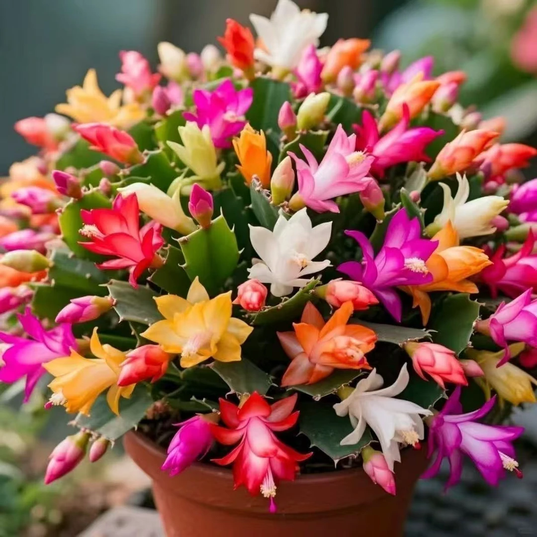 清仓处理中【带花苞】多色蟹爪兰花苗盆栽大苗好养耐活四季开花卉