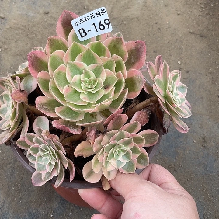 169云荷多肉植物法师