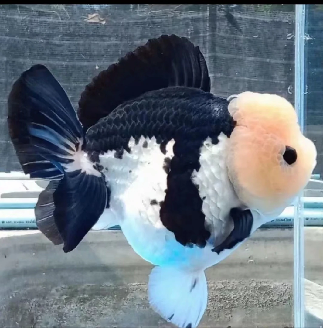 金鱼观赏鱼活体泰狮玛丽鱼苗