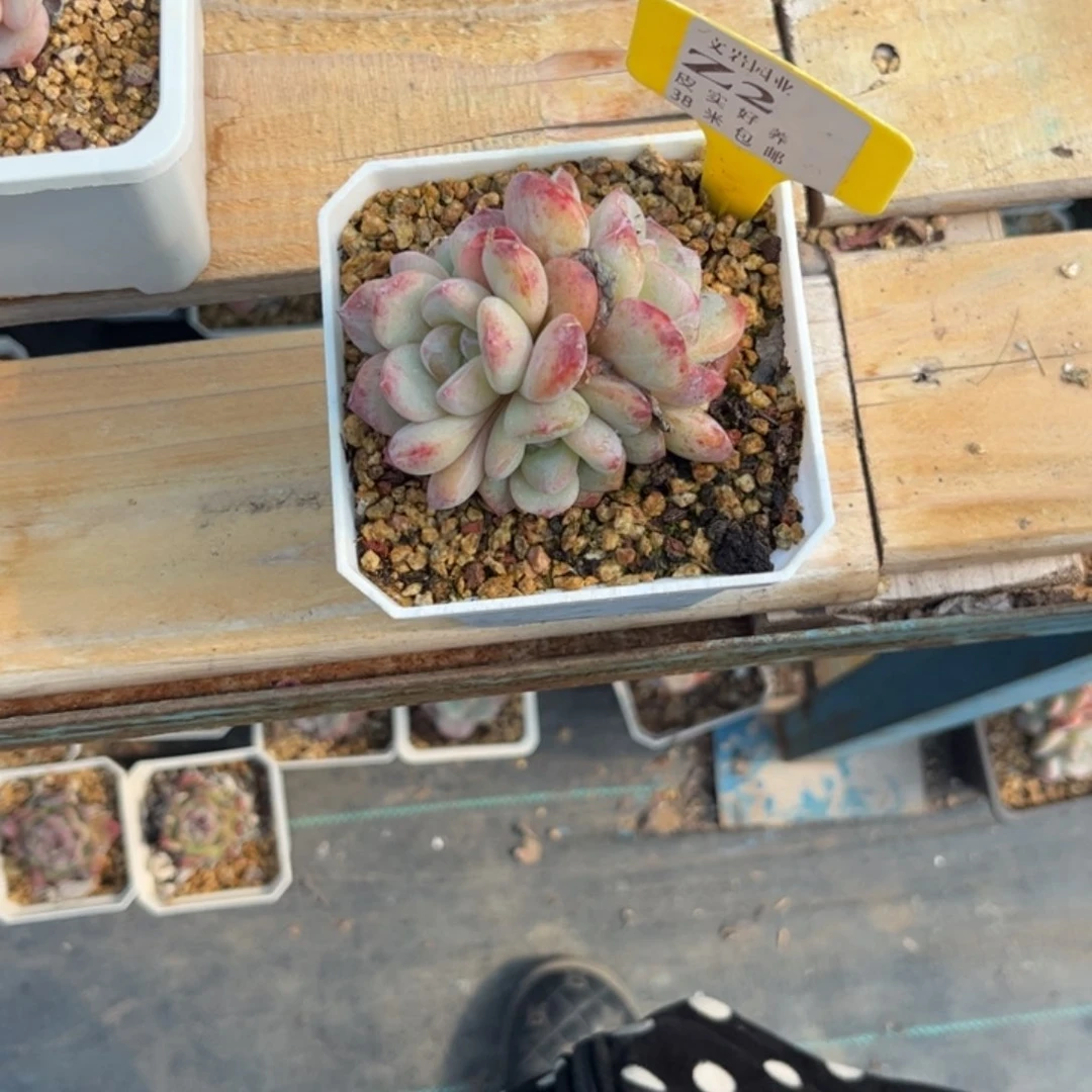 水****～多头植物1111星影