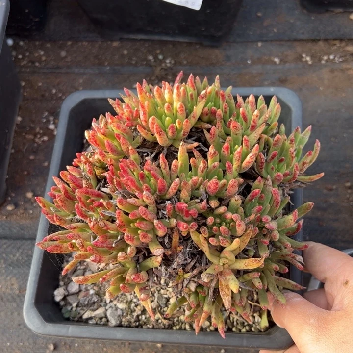 550哈哈哈哈哈哈哈哈哈