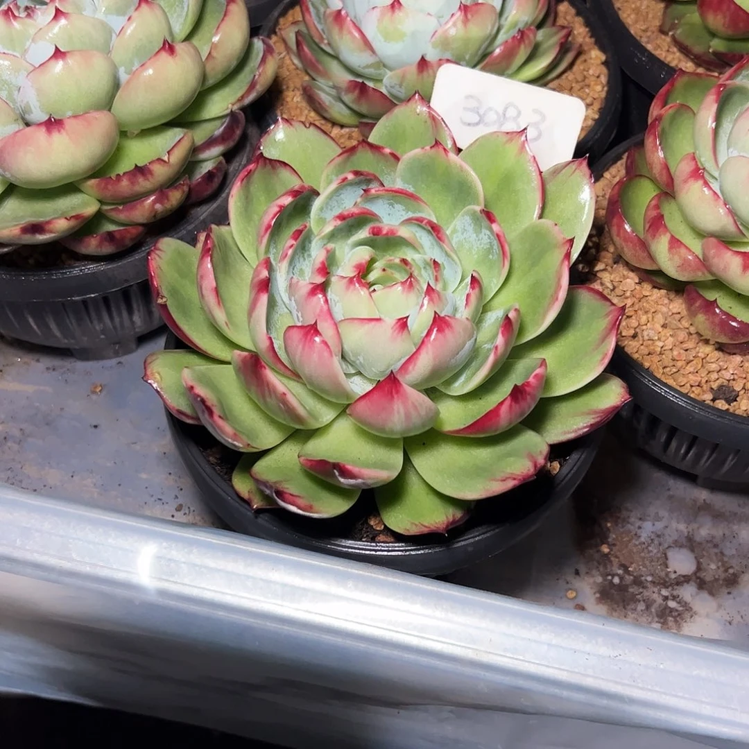 温***窝惊鸿仙子一物一拍3083号