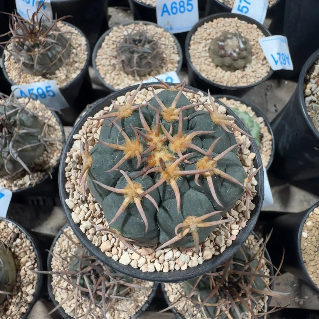 猫爪天平 实生仙人球763