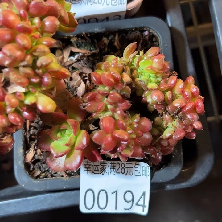 幸运的是你还没遇到幸运